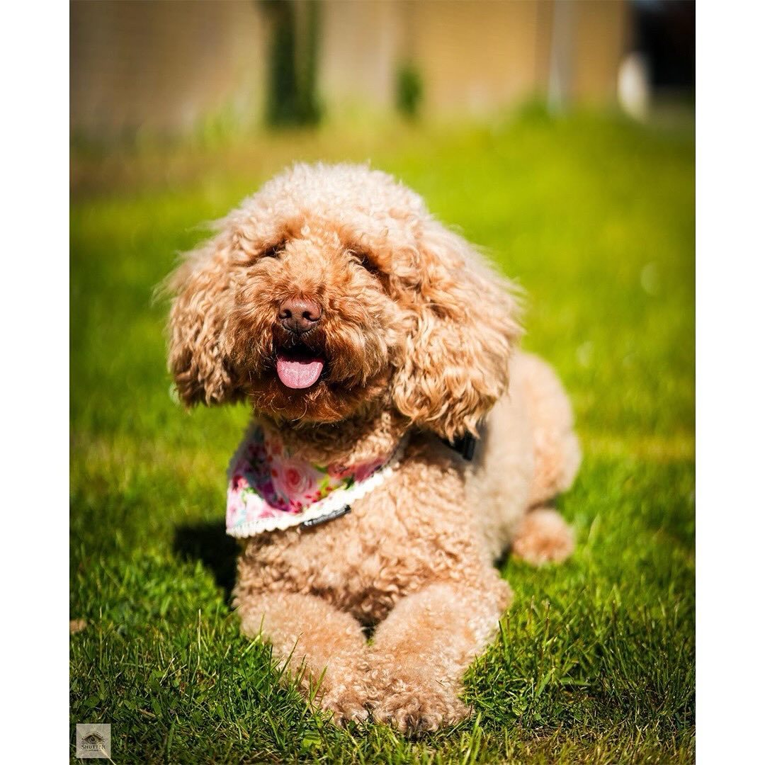 Dog photography Copenhagen — pet portrait outdoors during play